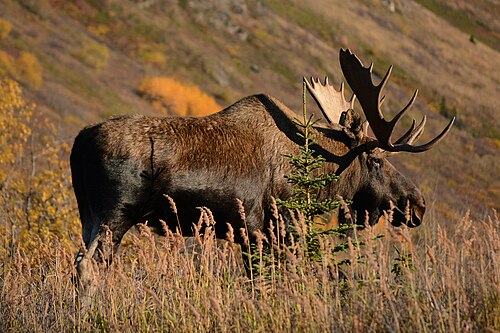 European elk